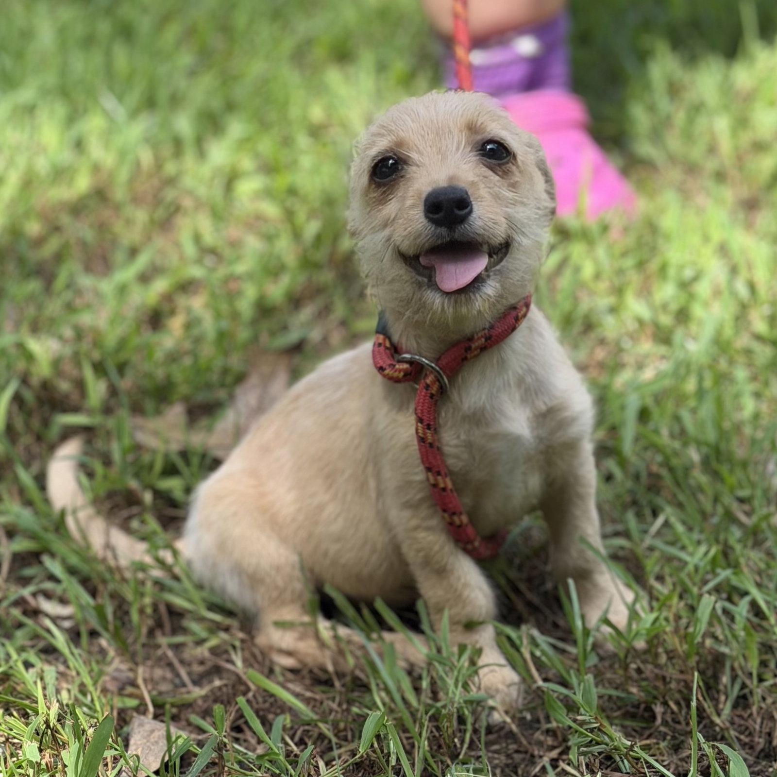MAKENNA, Adopted, Puppy Female Chihuahua.