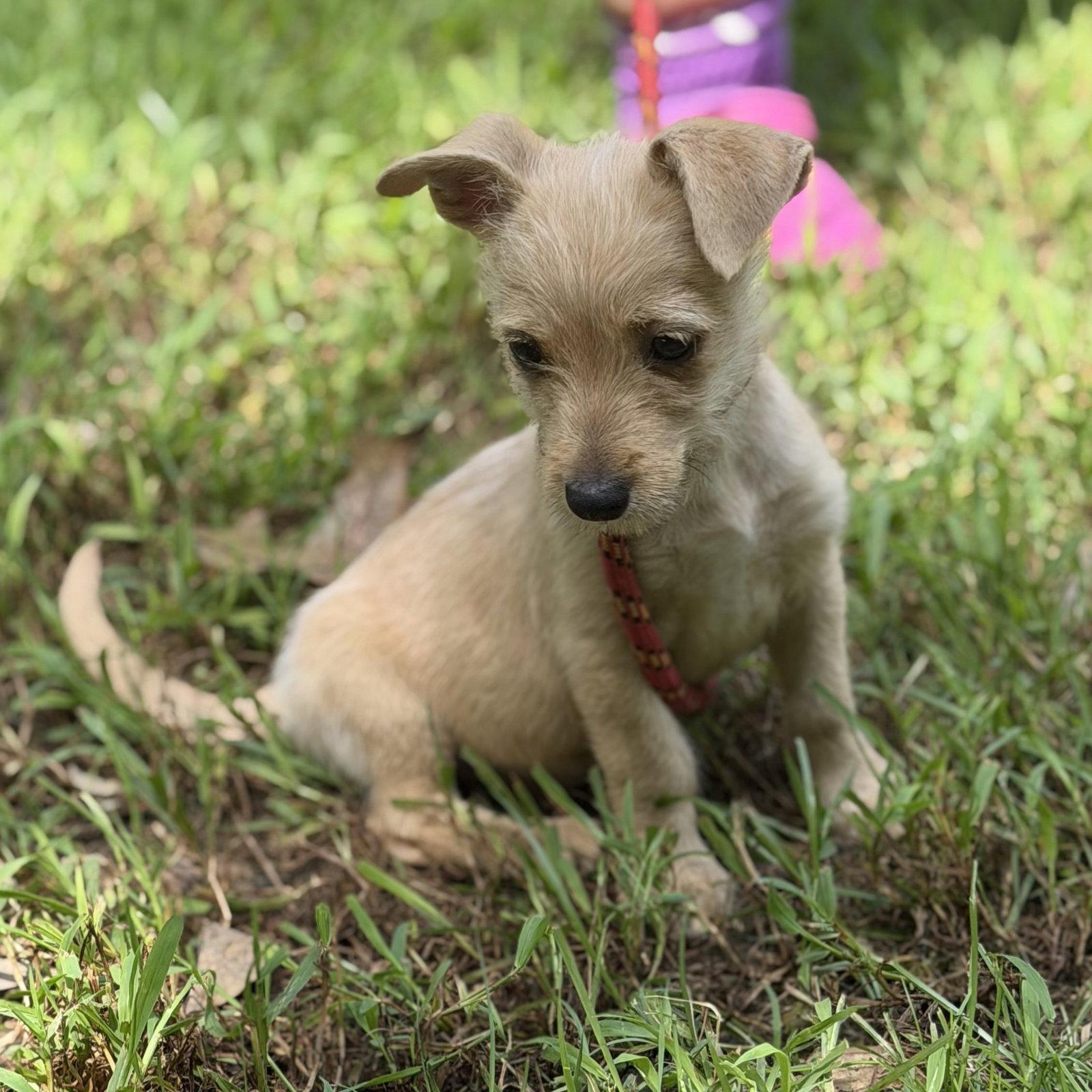 Enlarge MAKENNA, a Adopted Chihuahua in Locust Fork, AL image 3/3