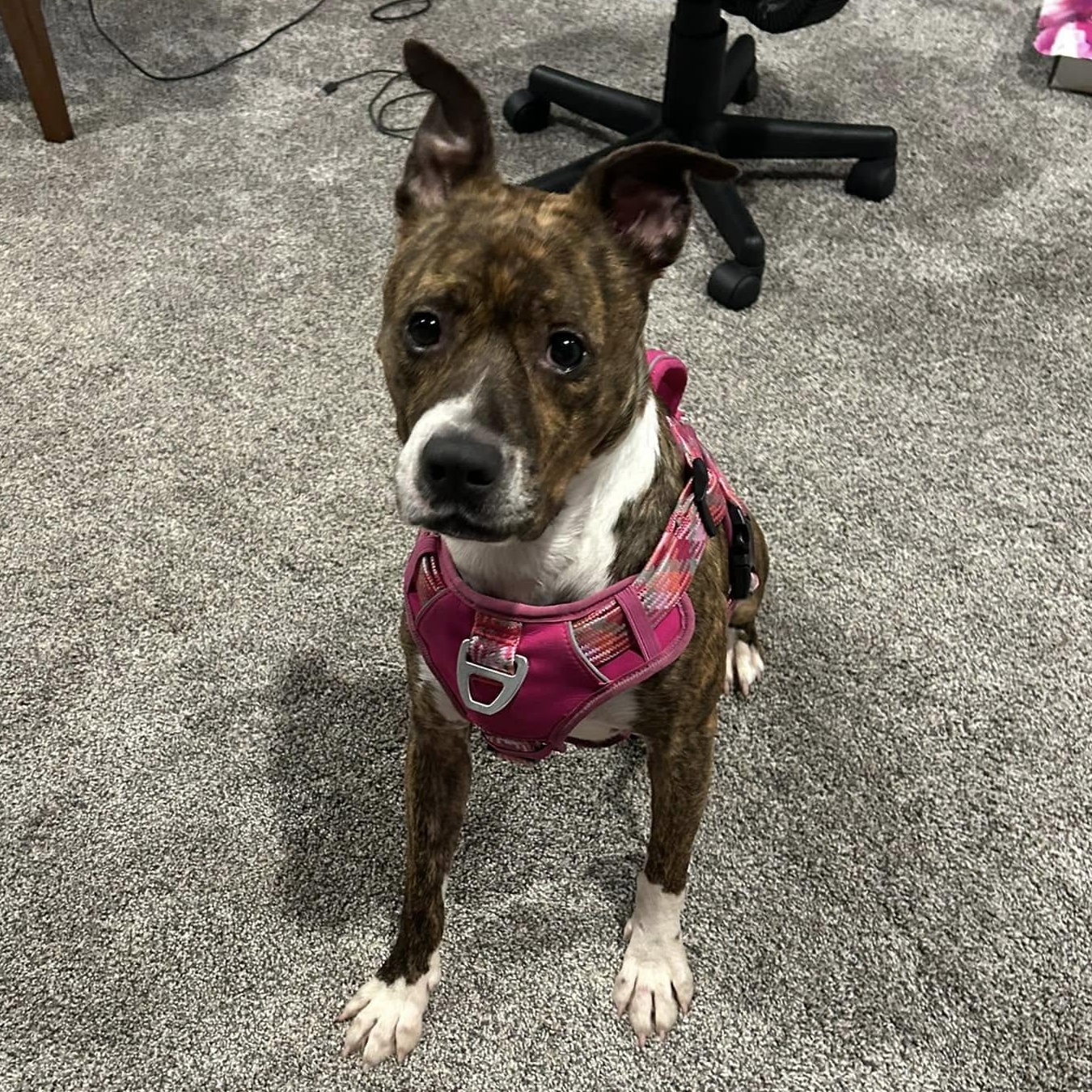 Enlarge Xena, a Adoptable mixed breed in Roachdale, IN image 1/3