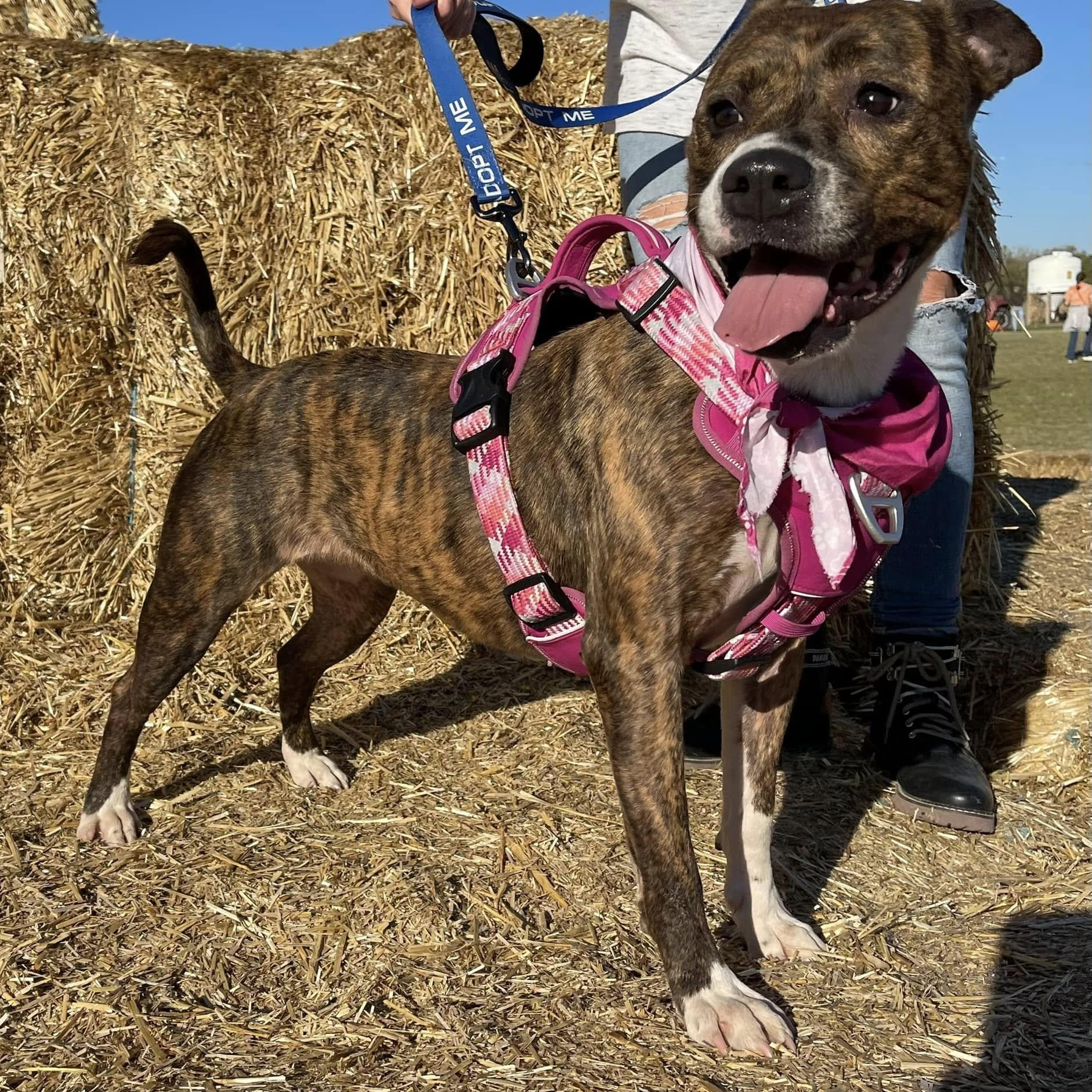 Enlarge Xena, a Adoptable mixed breed in Roachdale, IN image 2/3