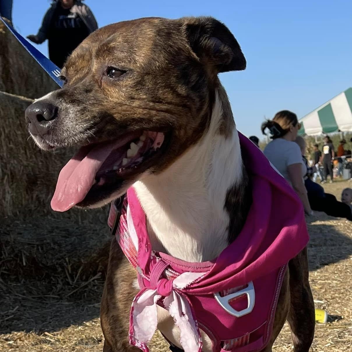 Enlarge Xena, a Adoptable mixed breed in Roachdale, IN image 3/3