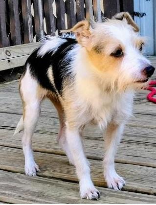 Lil One, Adoptable, Adult Female Jack Russell Terrier.