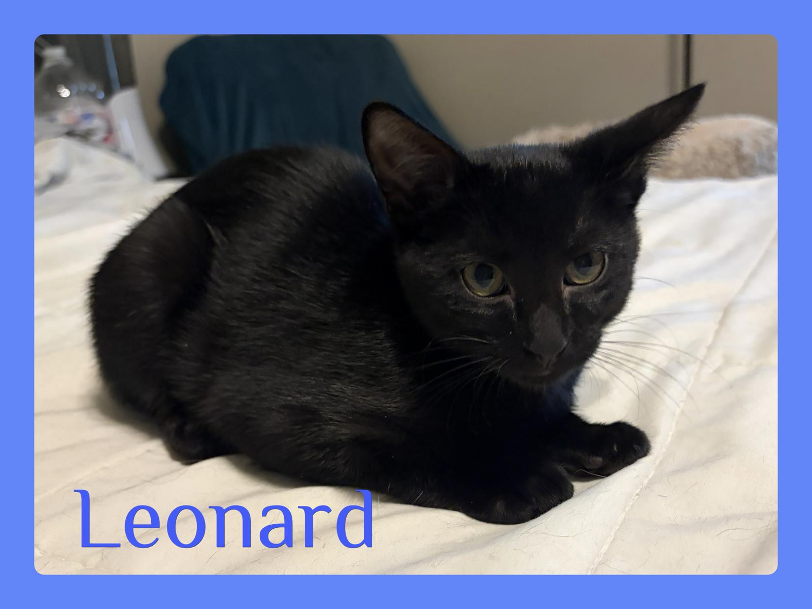 LEONARD, Adopted, Kitten Male Tabby.