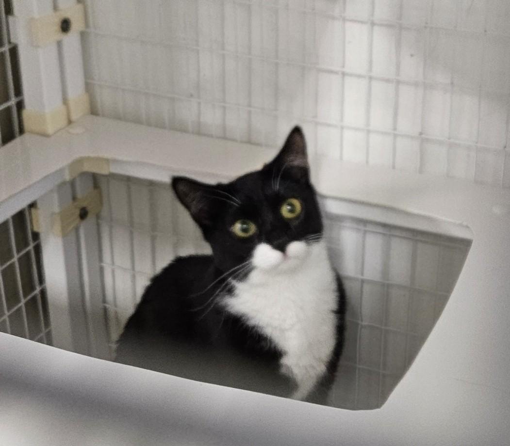 Taran (Tiger) & Arbor (B&W) BONDED PAIR, ADOPTABLE, Young Male Domestic Short Hair.