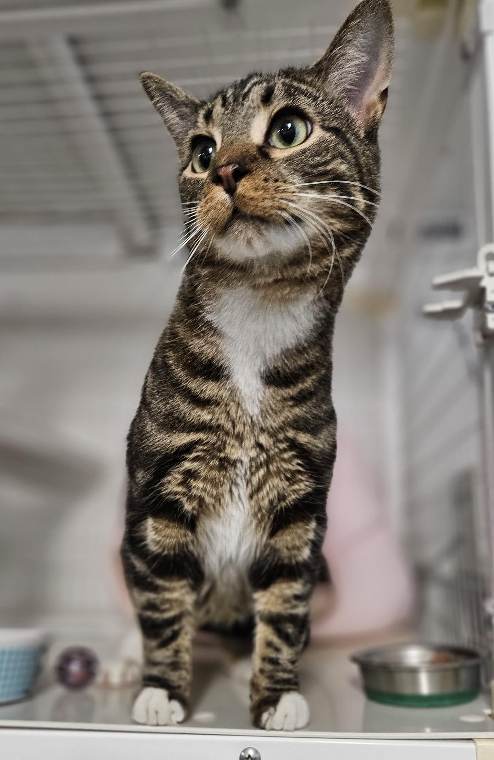 Enlarge Taran (Tiger) & Arbor (B&W) BONDED PAIR, a ADOPTABLE Domestic Short Hair in Claremont, NH image 2/2