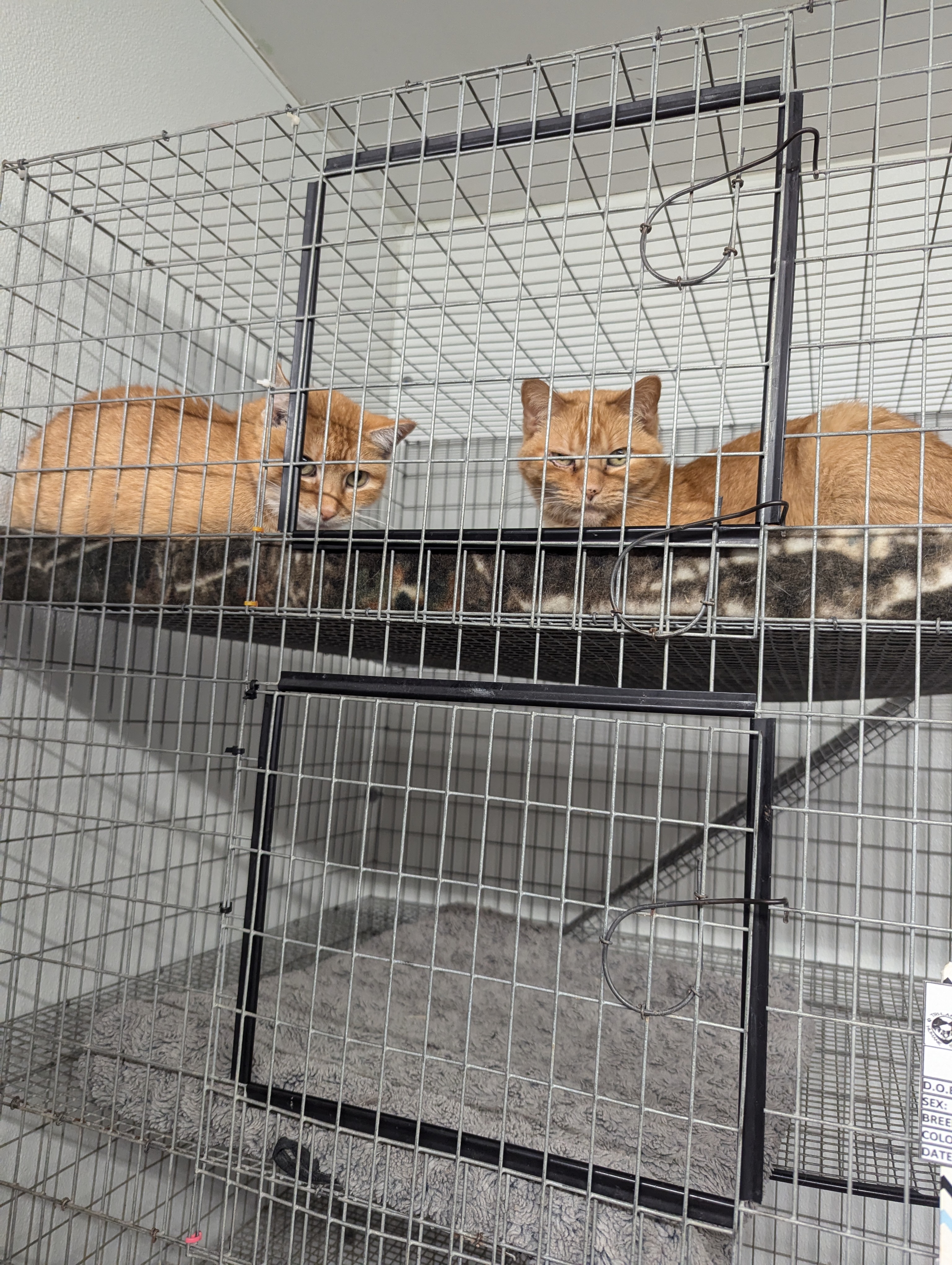 Melina, Adoptable, Senior Female Domestic Short Hair.