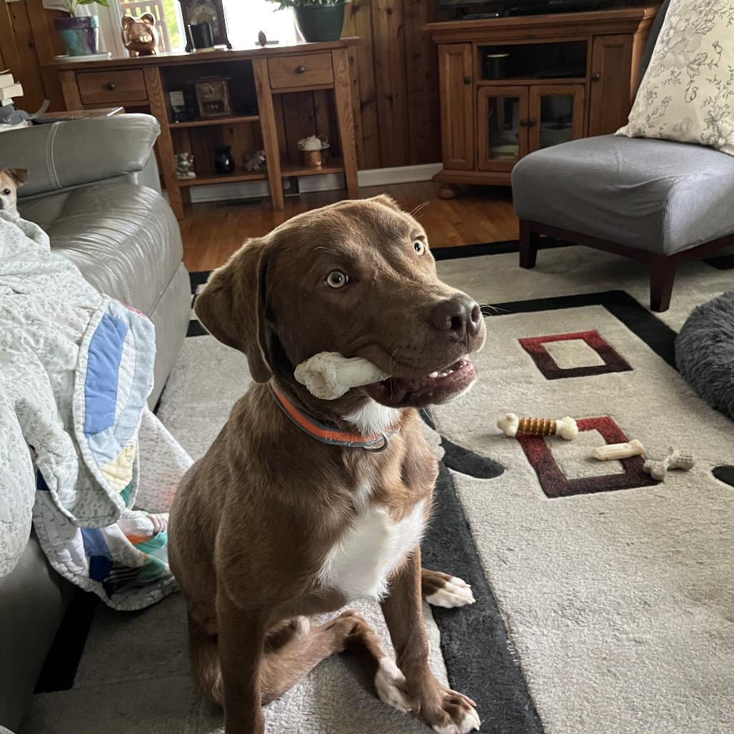 Enlarge Strider, a Adoptable mixed breed in Hohenwald, TN image 2/2