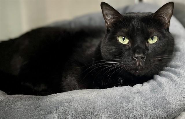 MARLEY, Adoptable, Young Female Domestic Short Hair.