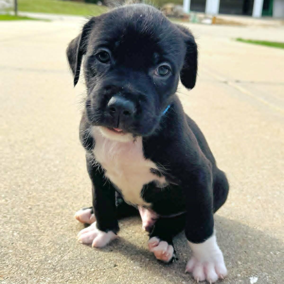 Reggie, ADOPTABLE, Puppy Male Mixed Breed.