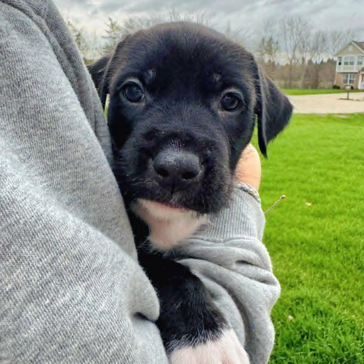 Enlarge Reggie, a ADOPTABLE Mixed Breed in Watertown, WI image 2/2