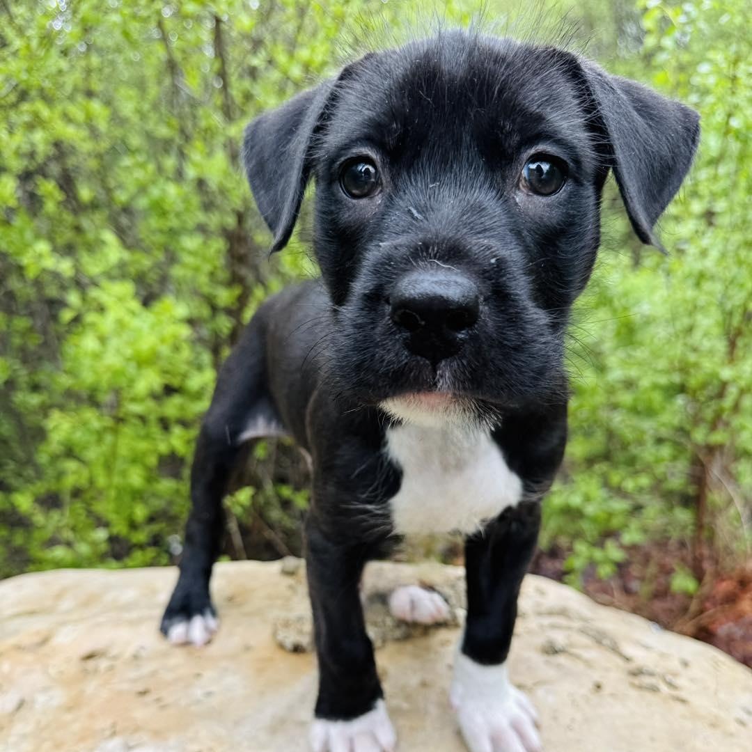 Reggie, ADOPTABLE, Puppy Male Mixed Breed.