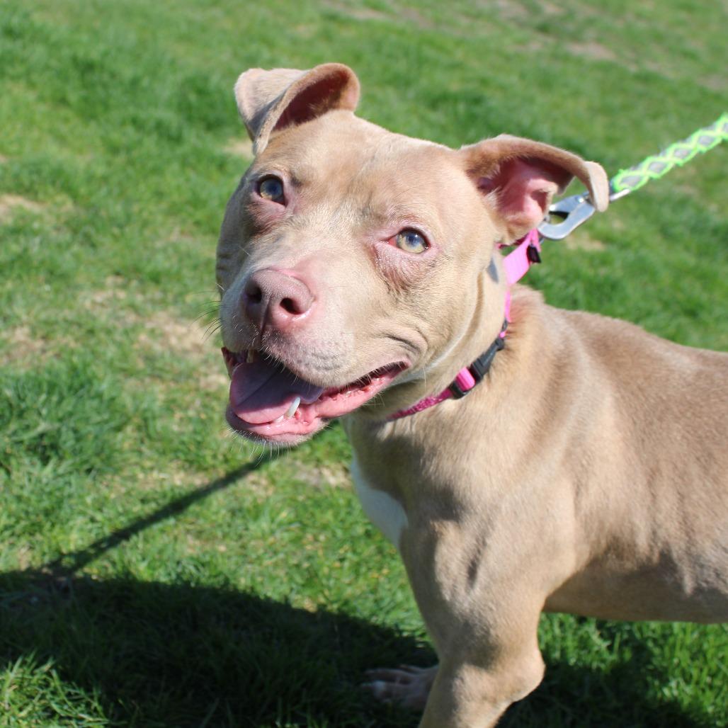 Enlarge Shyla, a Adoptable Pit Bull Terrier in Champaign, IL image 1/6