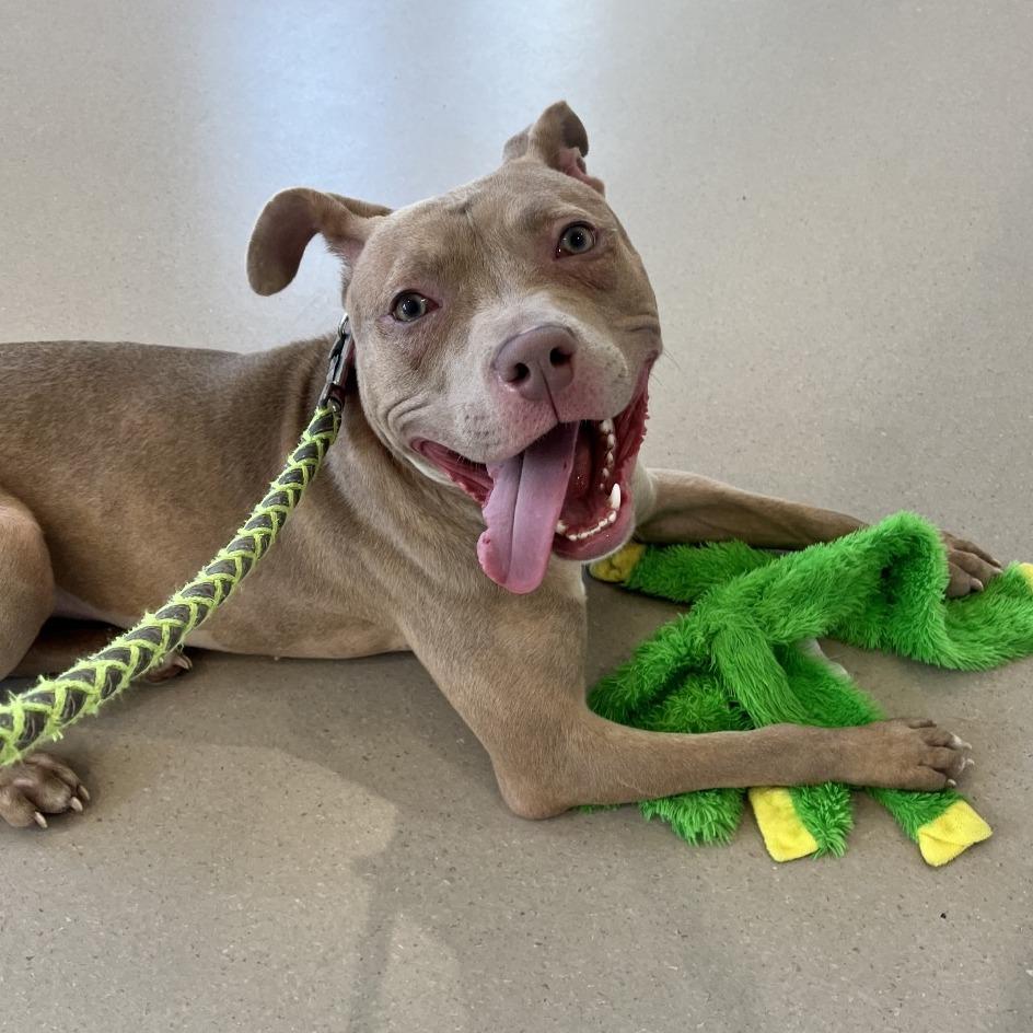 Enlarge Shyla, a Adoptable Pit Bull Terrier in Champaign, IL image 2/6