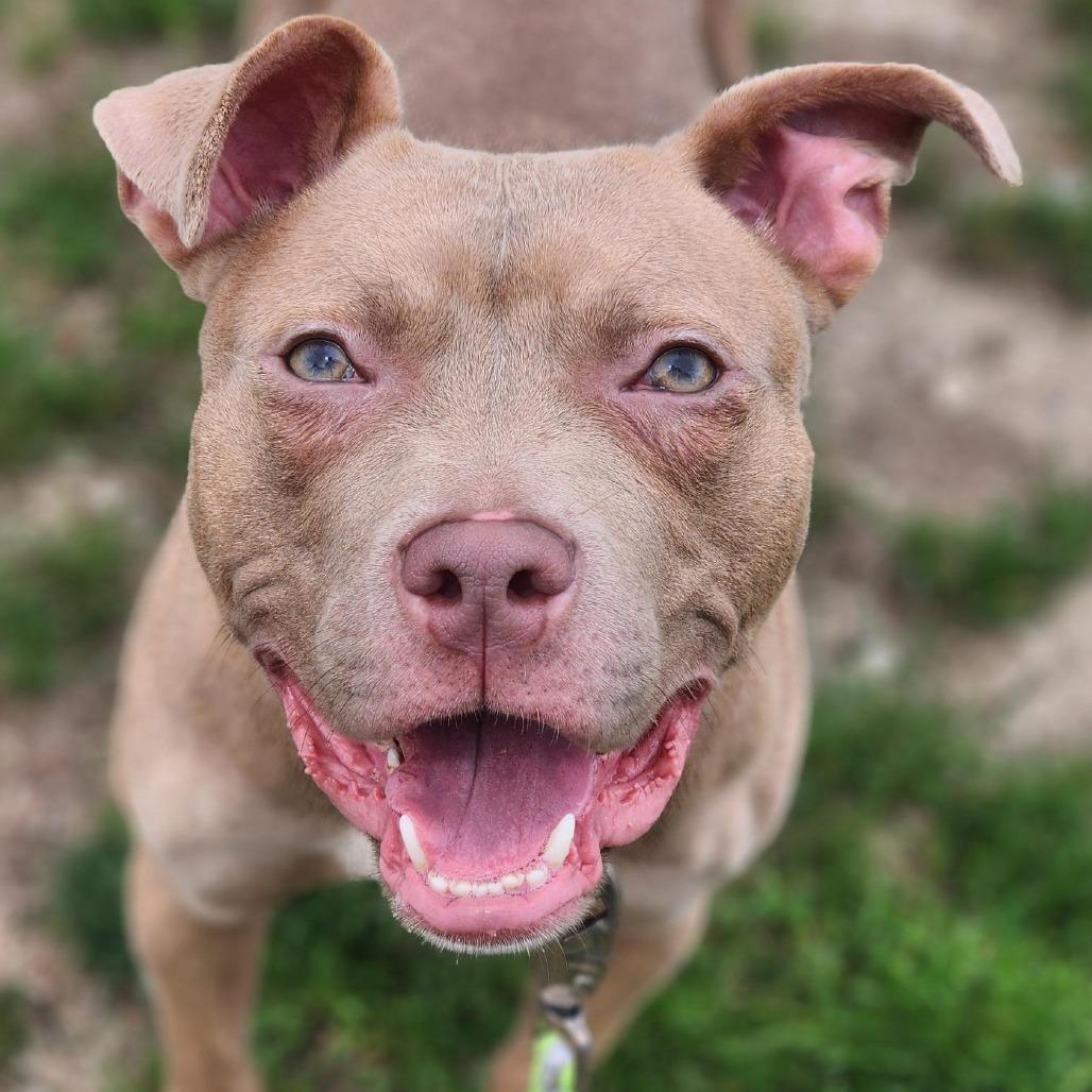 Enlarge Shyla, a Adoptable Pit Bull Terrier in Champaign, IL image 3/6