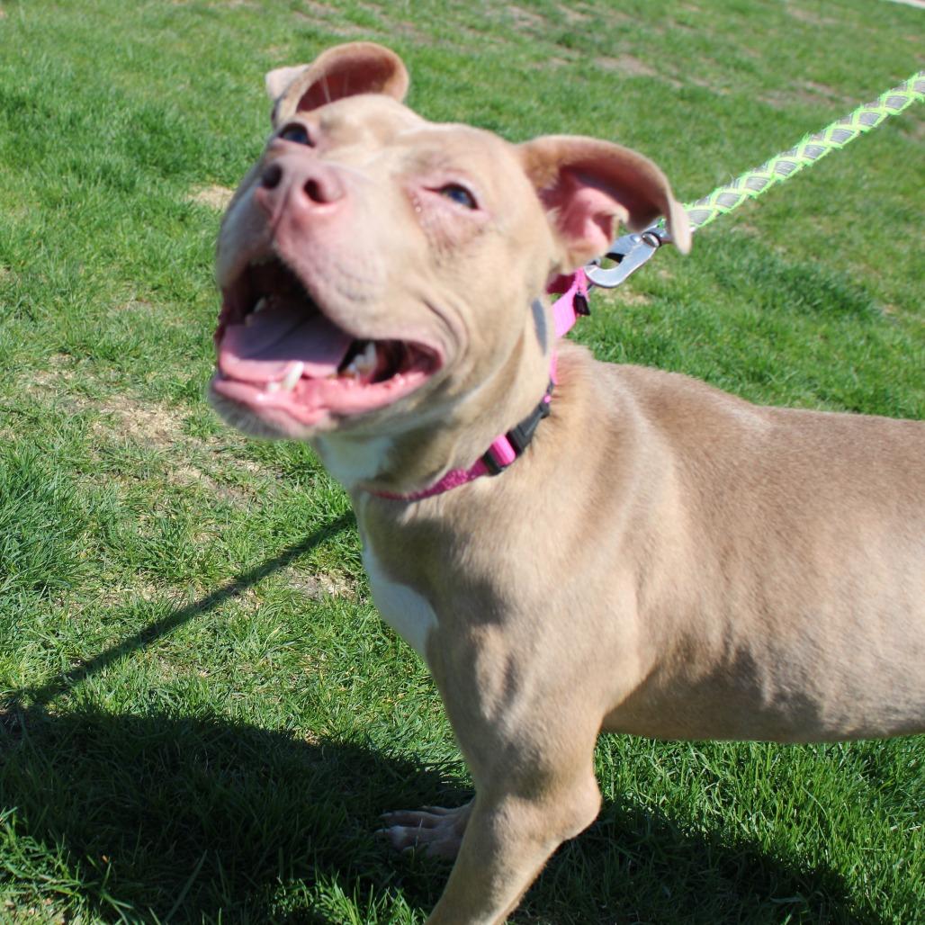 Enlarge Shyla, a Adoptable Pit Bull Terrier in Champaign, IL image 4/6