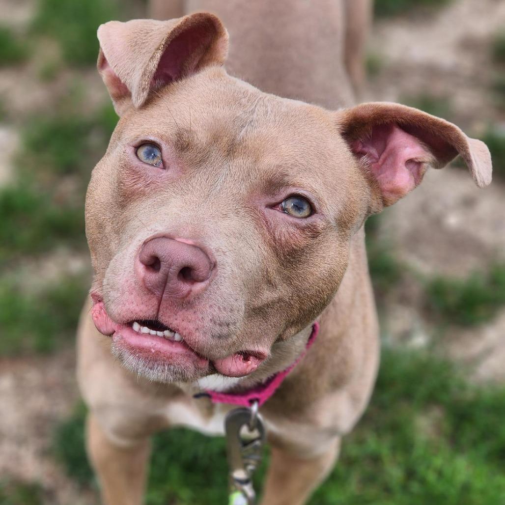 Enlarge Shyla, a Adoptable Pit Bull Terrier in Champaign, IL image 5/6