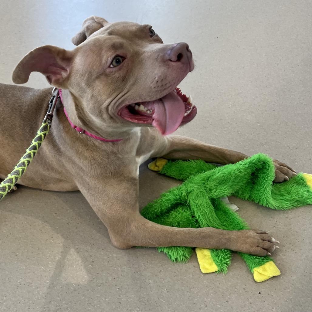 Enlarge Shyla, a Adoptable Pit Bull Terrier in Champaign, IL image 6/6