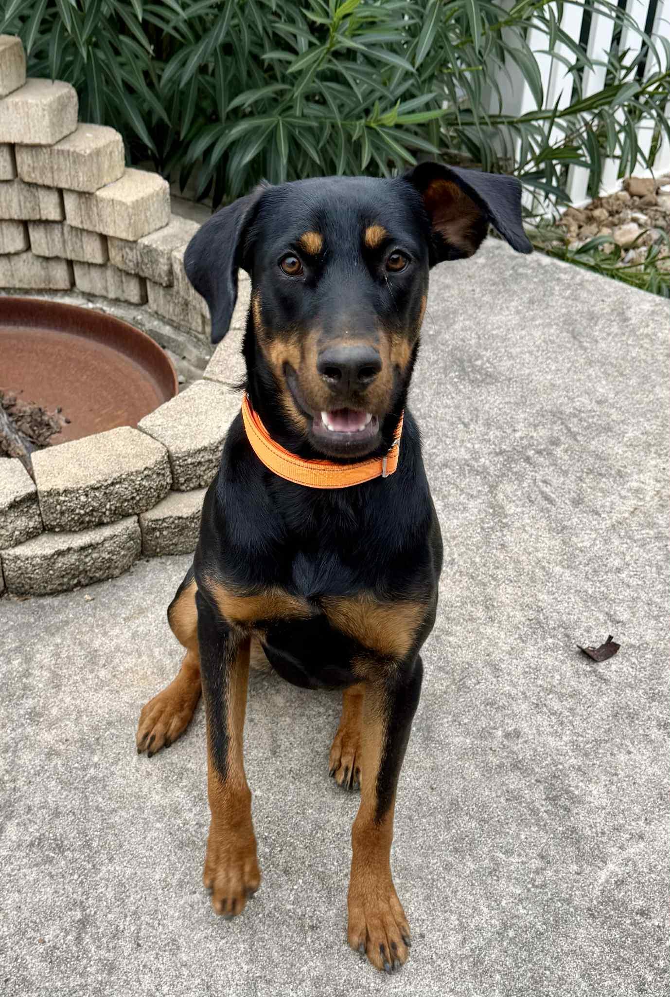 Esmeralda, an adopted mixed breed in Staunton, VA image 3/6