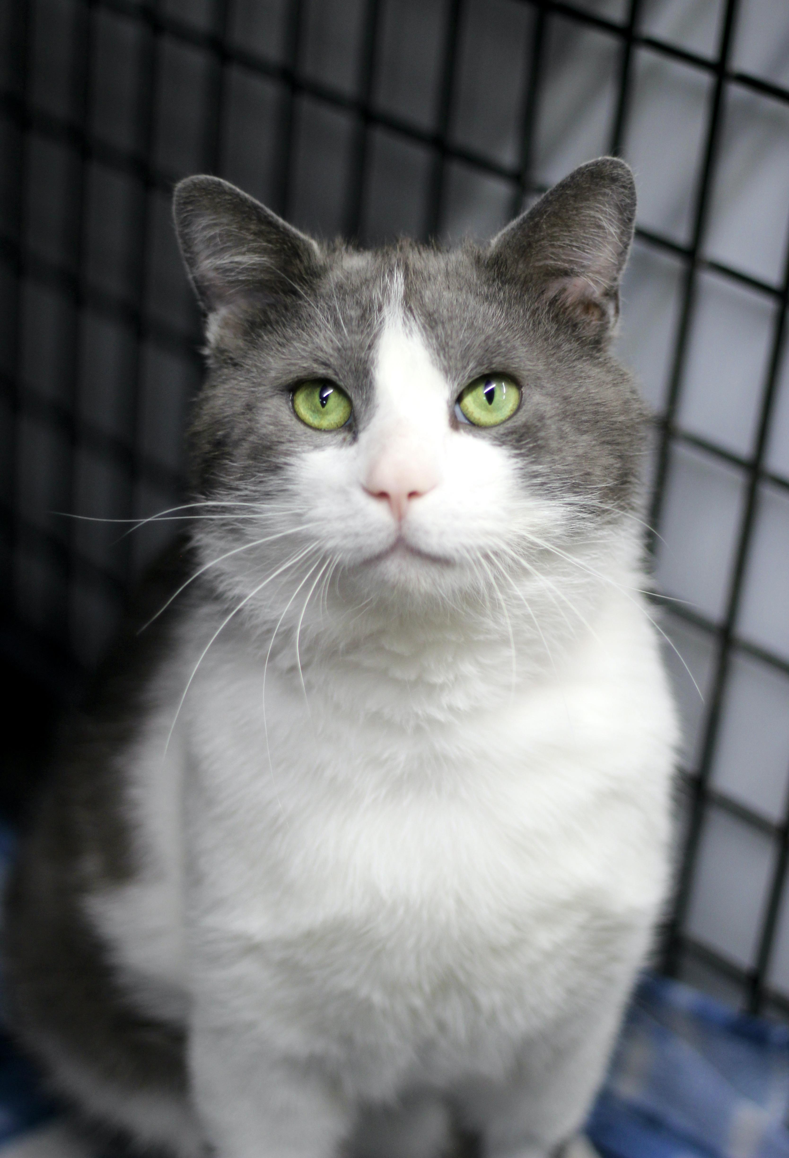 Enlarge JoJo, a ADOPTABLE Domestic Short Hair in Avon, OH image 3/3