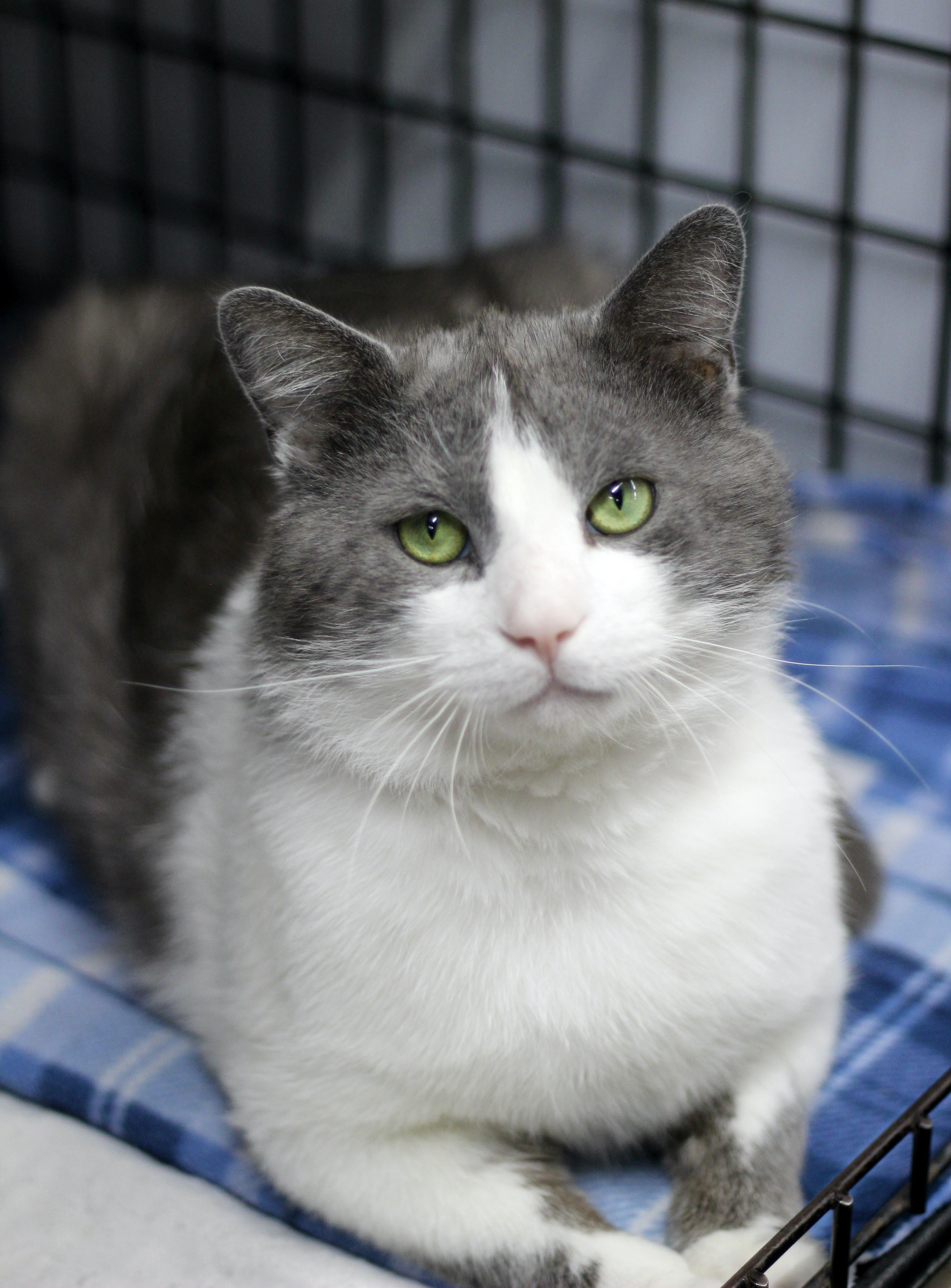 Enlarge JoJo, a ADOPTABLE Domestic Short Hair in Avon, OH image 2/3
