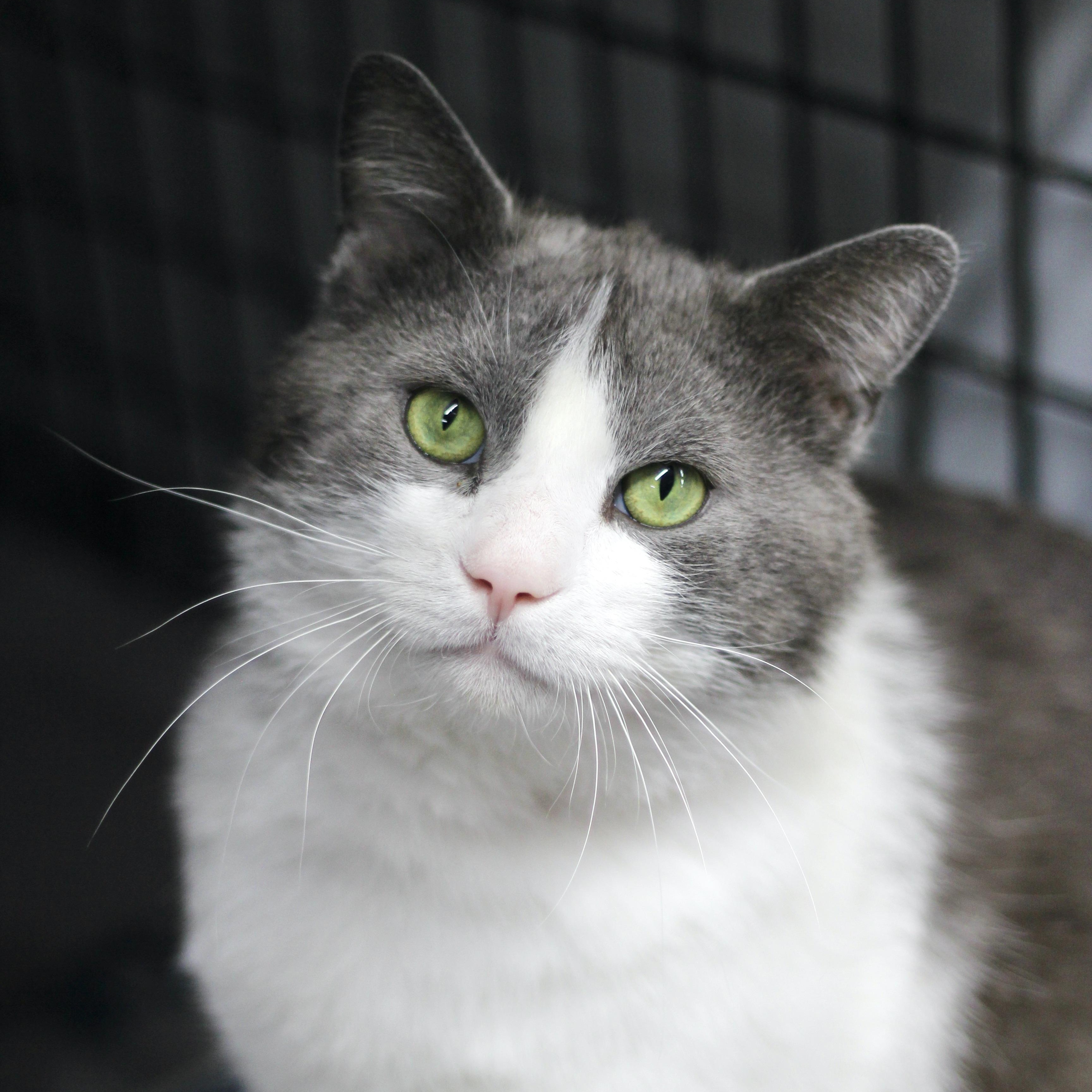 JoJo, ADOPTABLE, Adult Male Domestic Short Hair.
