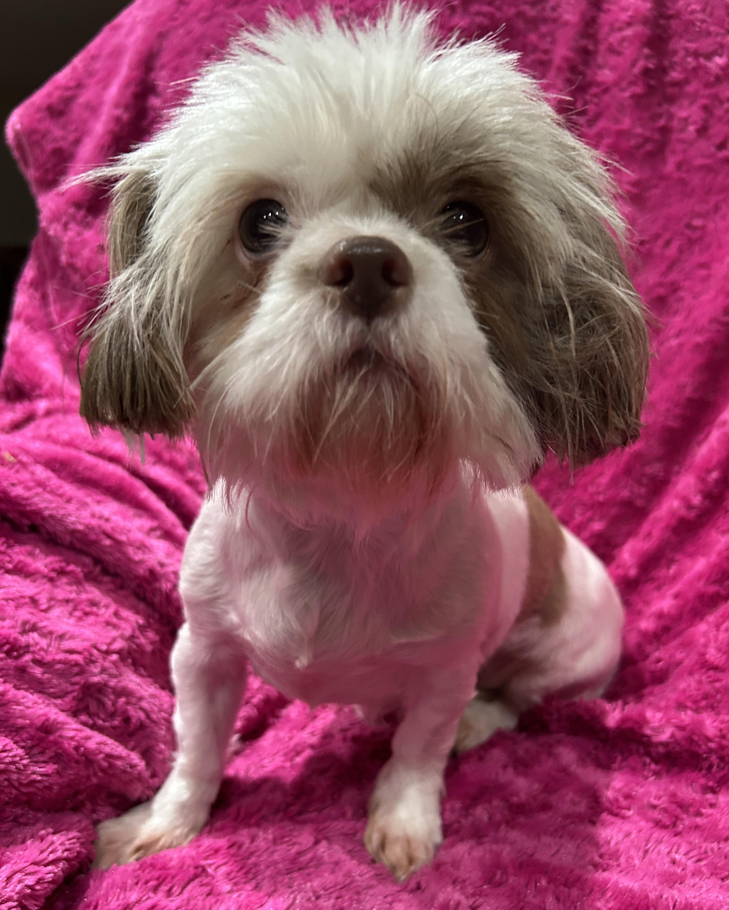 June Shih Tzu (lighter brown), ADOPTABLE, Young Female Shih Tzu.