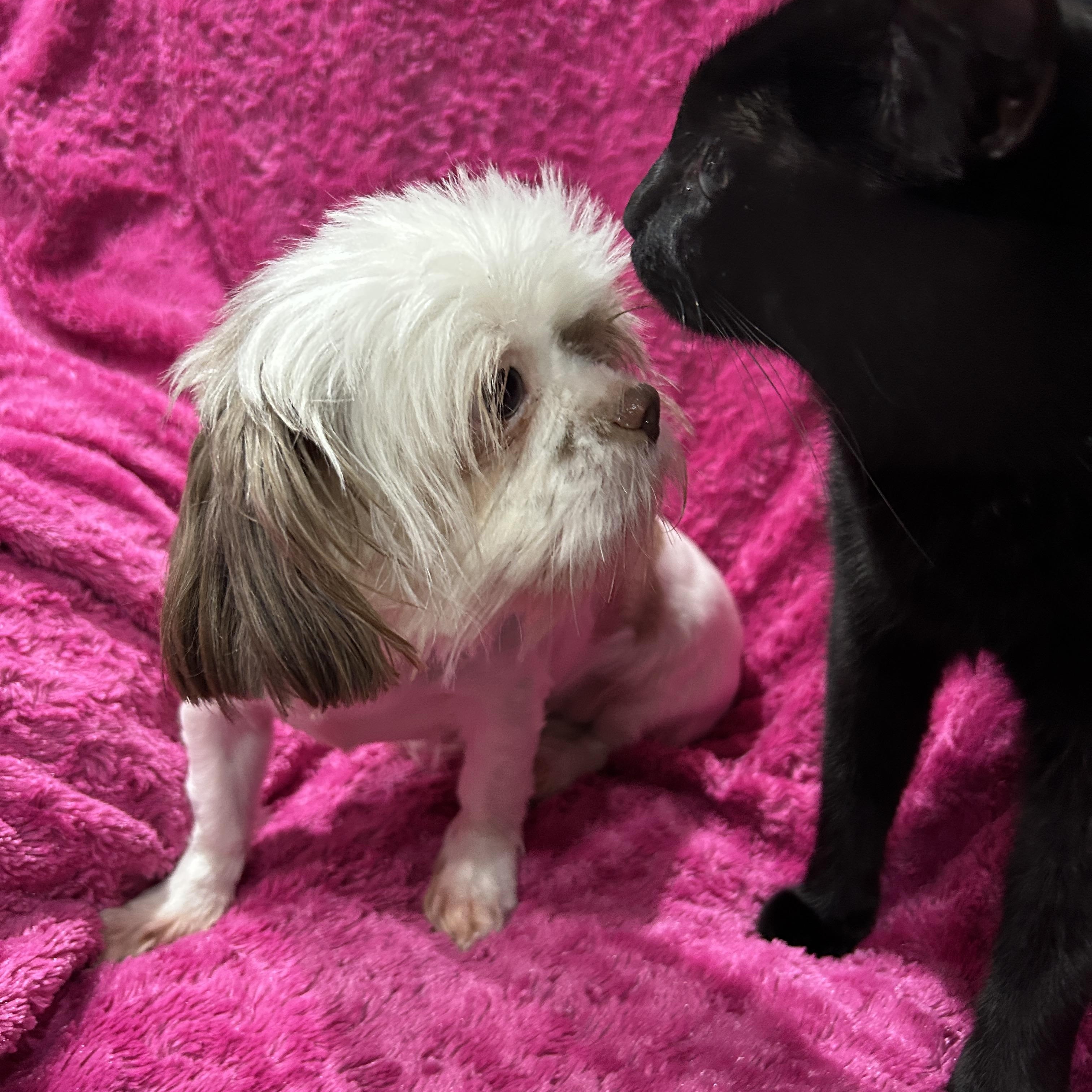 Enlarge June Shih Tzu (lighter brown), a ADOPTABLE Shih Tzu in Sarasota, FL image 4/4