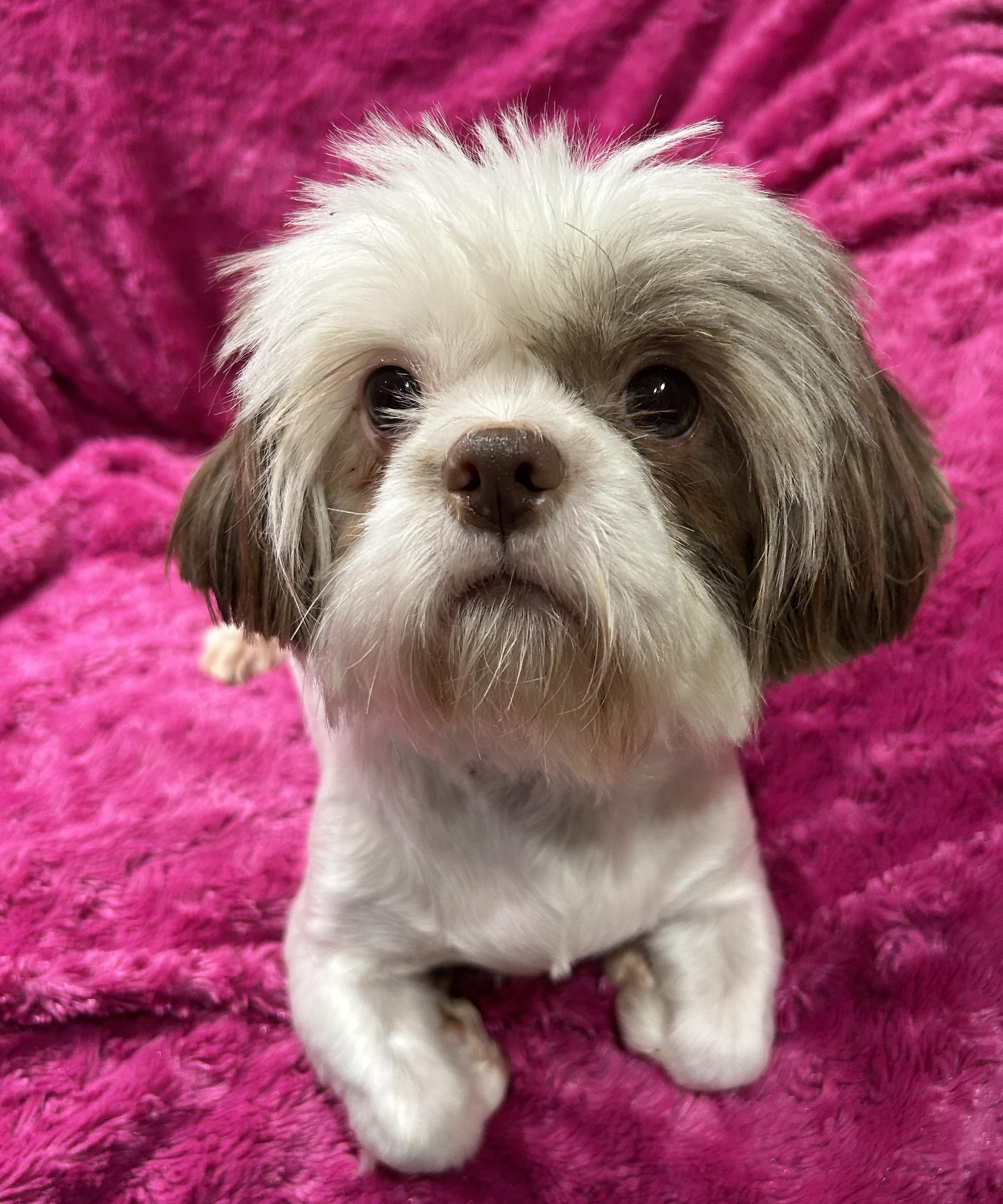 Enlarge June Shih Tzu (lighter brown), a ADOPTABLE Shih Tzu in Sarasota, FL image 2/4