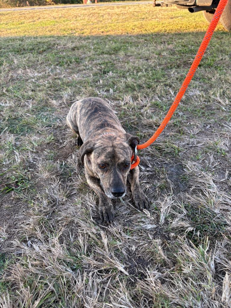 Beau, Adoptable, Adult Male Terrier.