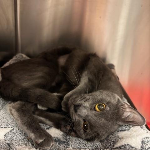 Enlarge Rue A Stunning Girl Ready for the Gentle Home She Deserves, a ADOPTABLE Domestic Short Hair in Braintree, MA image 5/6