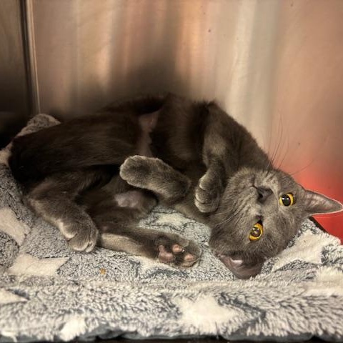 Enlarge Rue A Stunning Girl Ready for the Gentle Home She Deserves, a ADOPTABLE Domestic Short Hair in Braintree, MA image 6/6