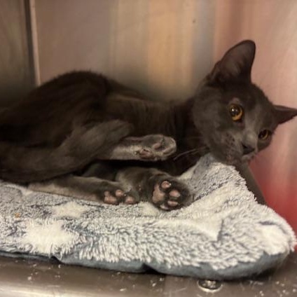 Enlarge Rue A Stunning Girl Ready for the Gentle Home She Deserves, a ADOPTABLE Domestic Short Hair in Braintree, MA image 4/6