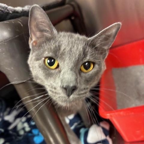 Rue A Stunning Girl Ready for the Gentle Home She Deserves, ADOPTABLE, Young Female Domestic Short Hair.