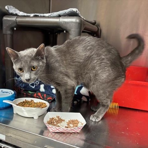 Enlarge Rue A Stunning Girl Ready for the Gentle Home She Deserves, a ADOPTABLE Domestic Short Hair in Braintree, MA image 2/6