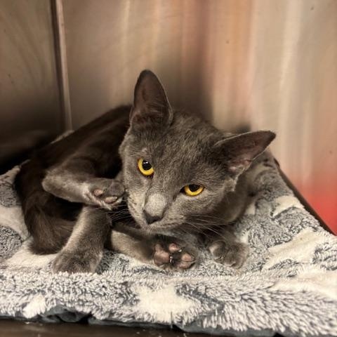 Enlarge Rue A Stunning Girl Ready for the Gentle Home She Deserves, a ADOPTABLE Domestic Short Hair in Braintree, MA image 3/6