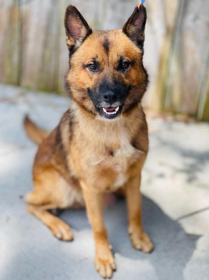 Enlarge Rescue Only-AC4992 "Parker", a Adoptable mixed breed in Conyers, GA image 3/3