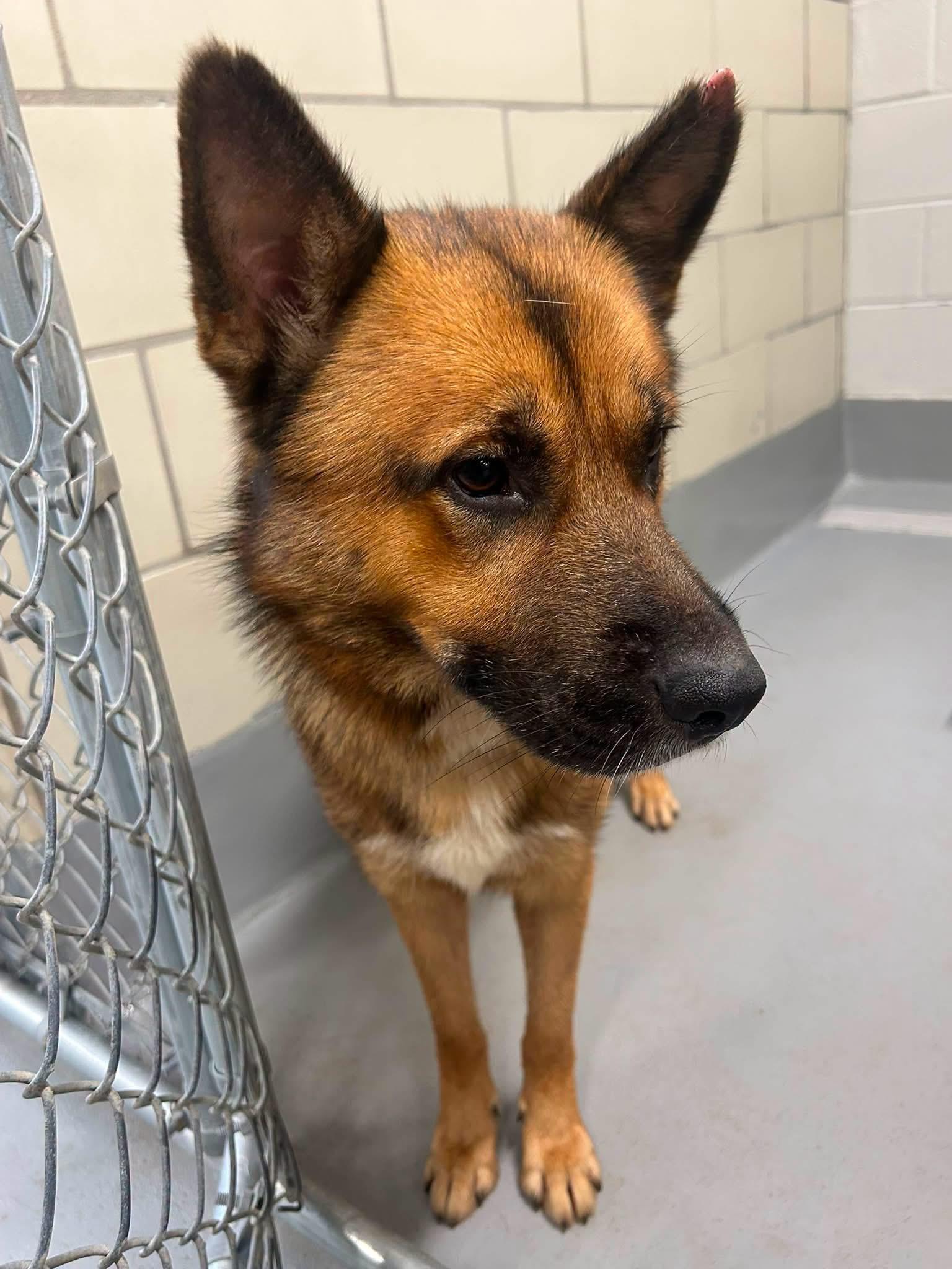 AC-4992 "Parker", ADOPTABLE, Adult Male German Shepherd Dog.