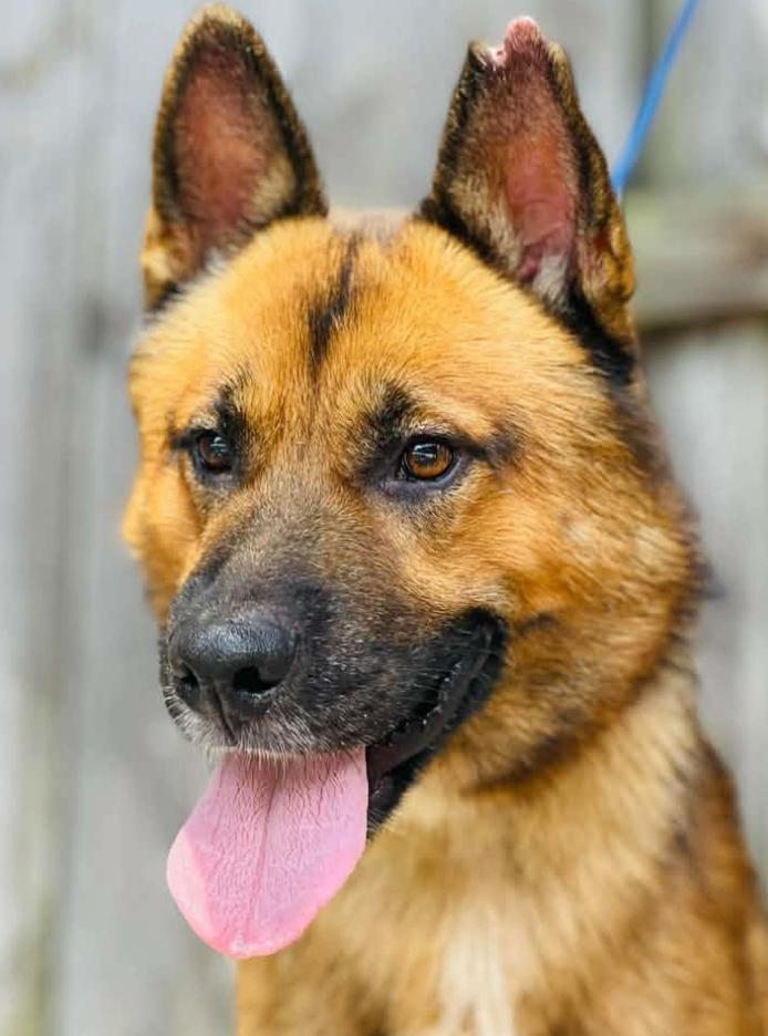 Enlarge Rescue Only-AC4992 "Parker", a Adoptable mixed breed in Conyers, GA image 2/3
