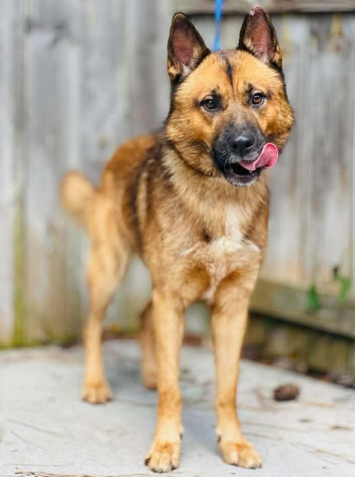 Rescue Only-AC4992 "Parker", Adoptable, Adult Male German Shepherd Dog.