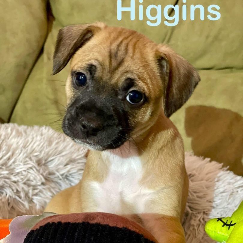 HIGGINS