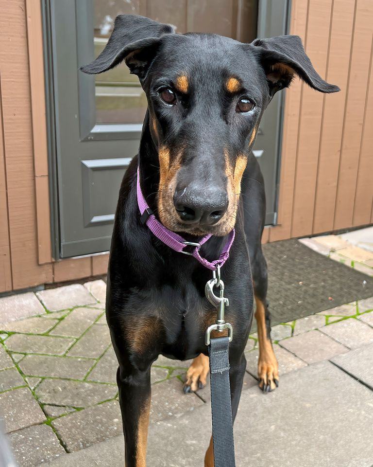 Enlarge Lacy, a Adopted Doberman Pinscher in Fleetwood, PA image 1/4