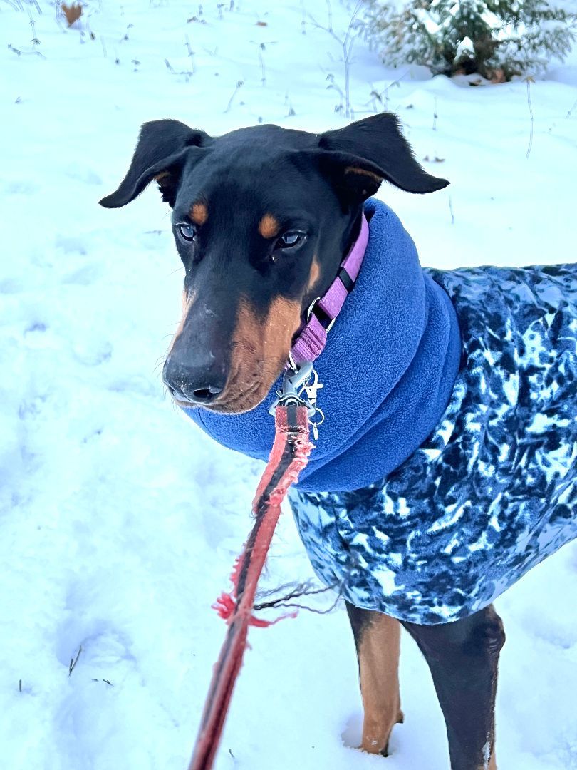 Enlarge Lacy, a Adopted Doberman Pinscher in Fleetwood, PA image 2/4