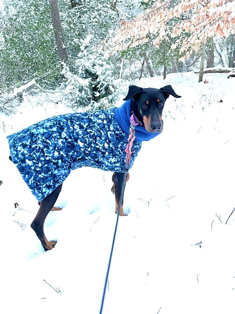 Enlarge Lacy, a Adopted Doberman Pinscher in Fleetwood, PA image 3/4