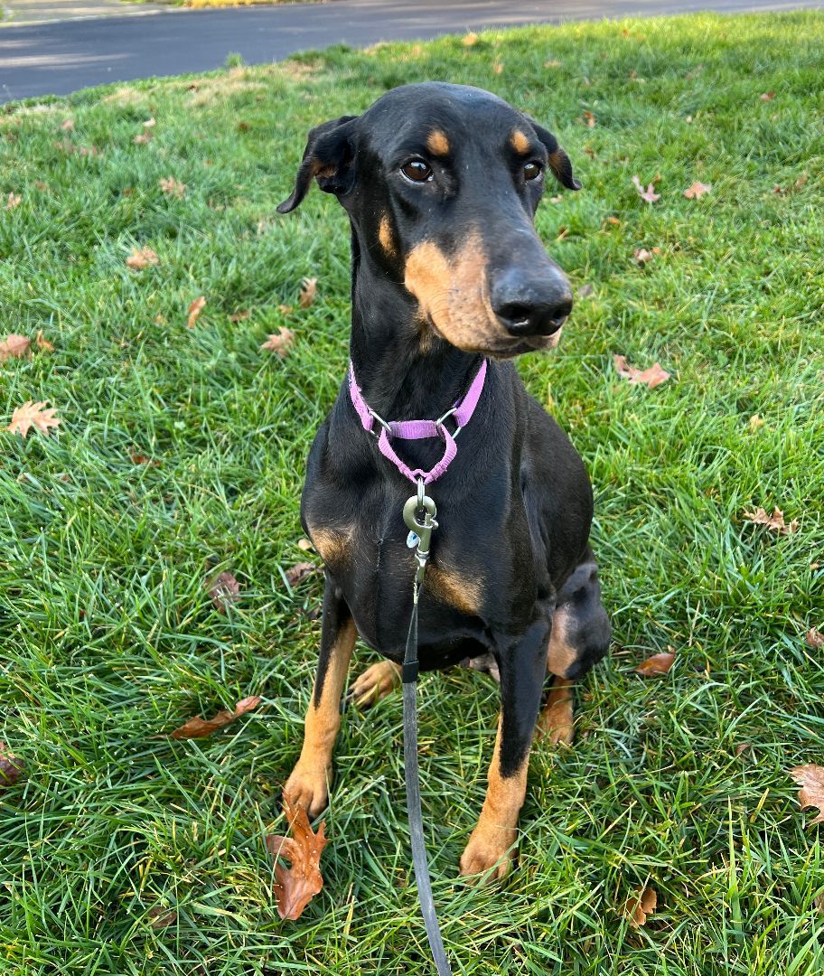 Enlarge Lacy, a Adopted Doberman Pinscher in Fleetwood, PA image 4/4
