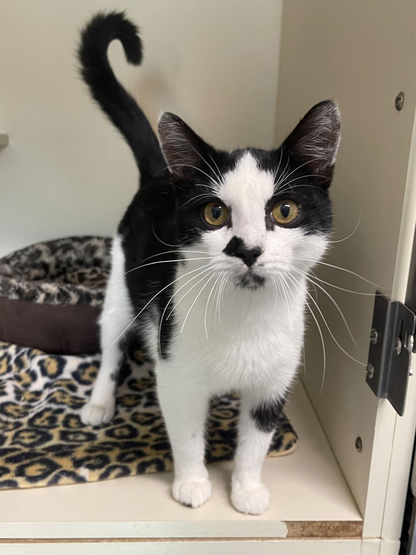 Coconut, Adopted, Young Male Domestic Short Hair.