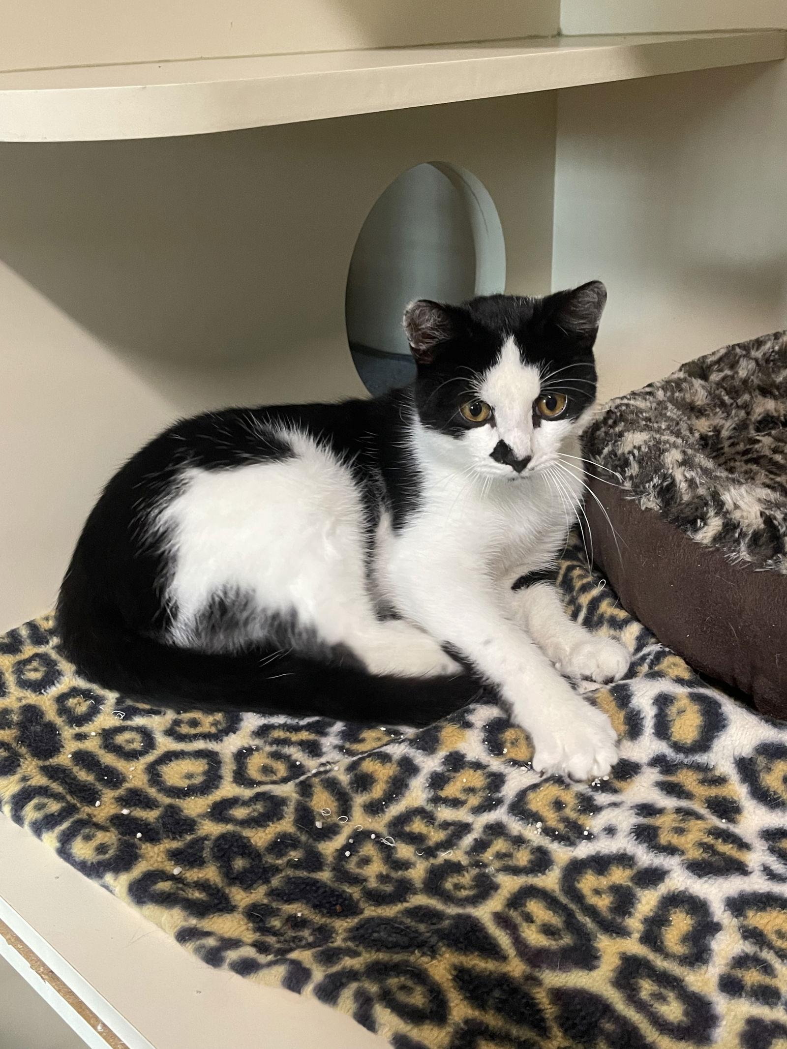 Coconut, a Adopted Domestic Short Hair in Ocala, FL image 2/3