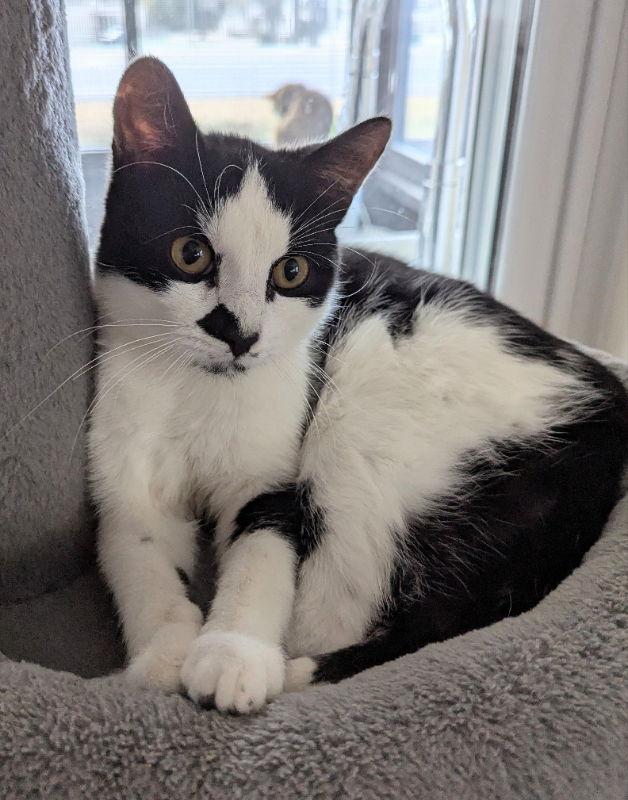 Coconut, a Adopted Domestic Short Hair in Ocala, FL image 3/3