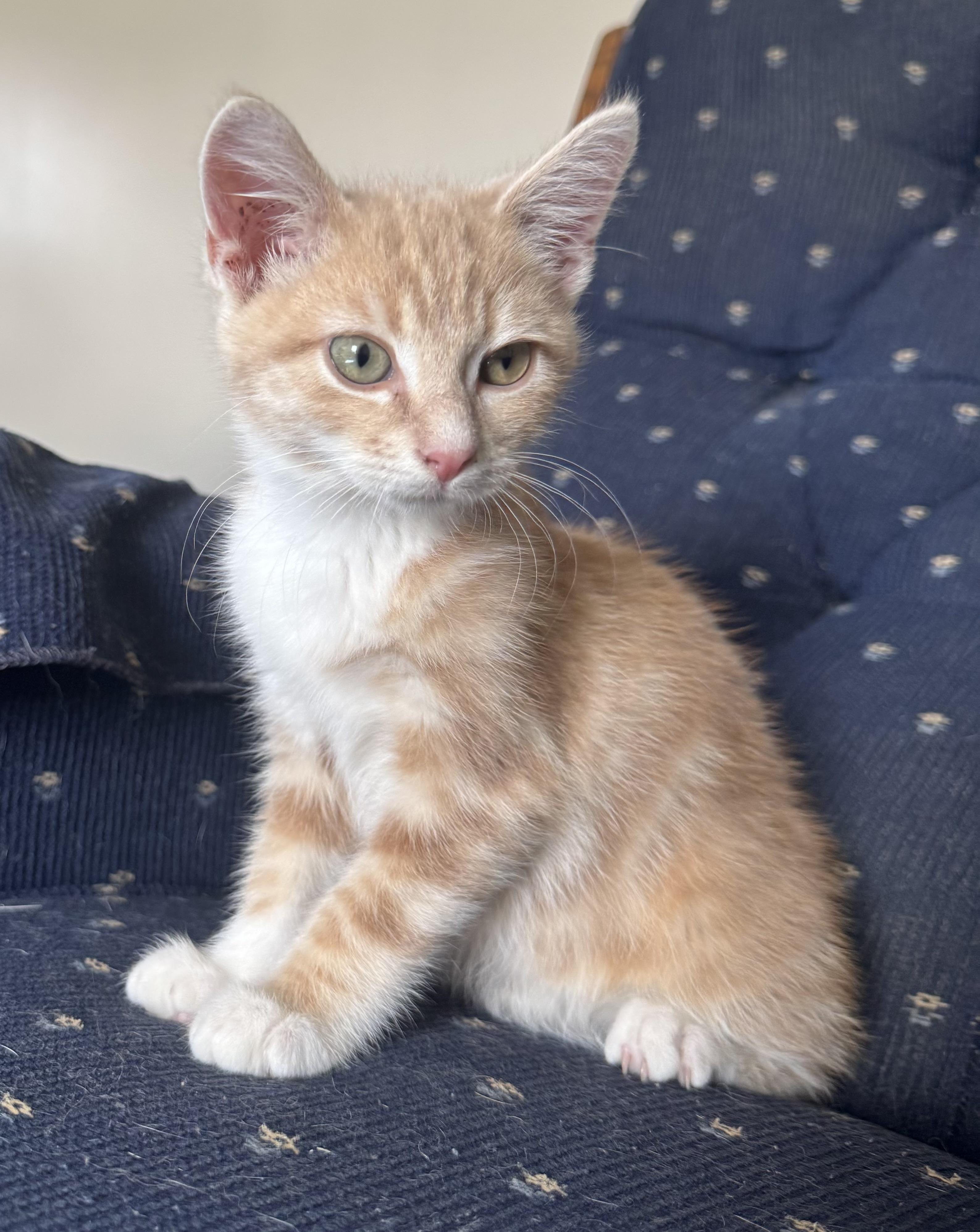 Murphy and Zara Belle, adopted, Kitten Male Domestic Short Hair.