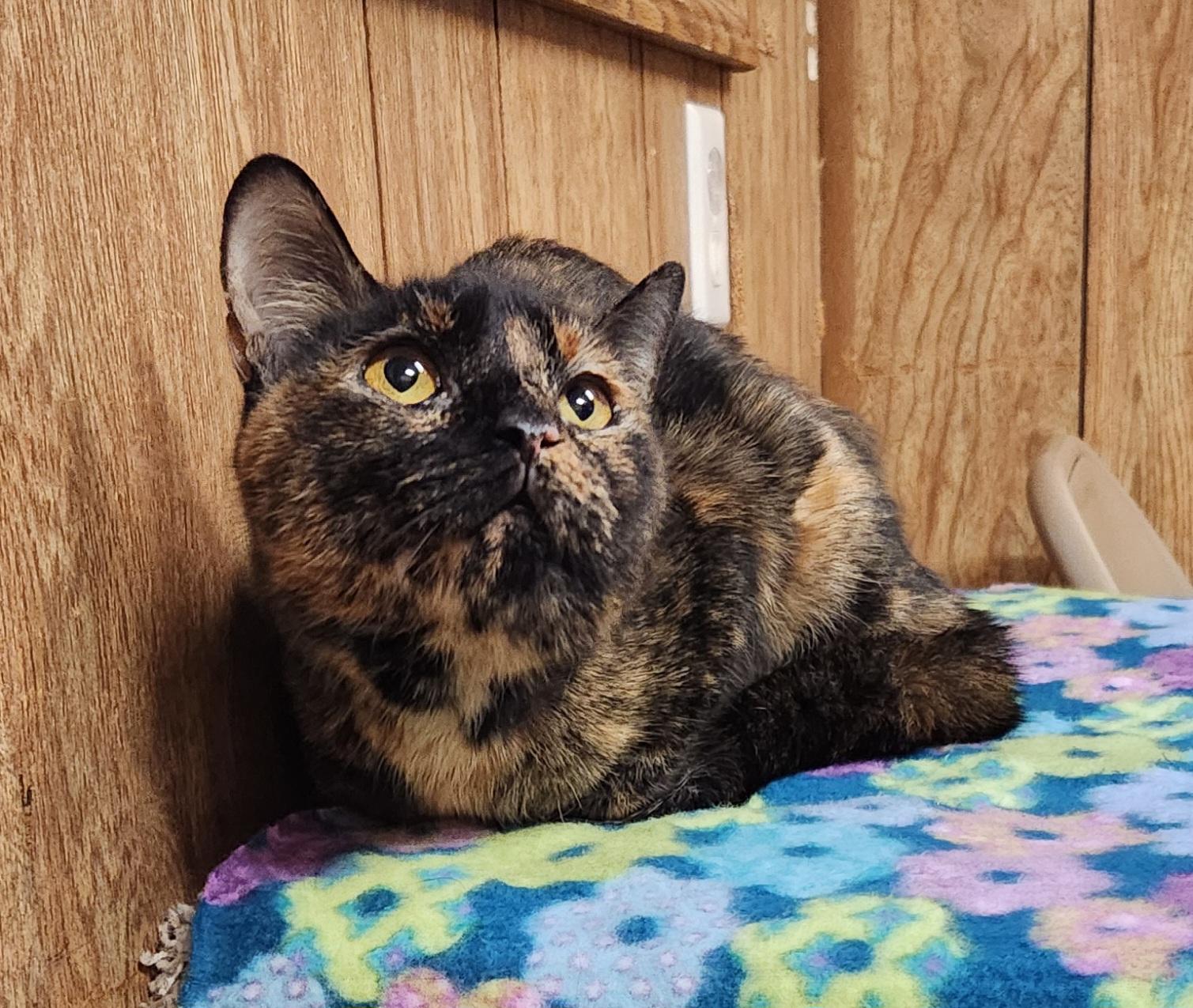 Enlarge Keisha, a ADOPTABLE Tortoiseshell in Linden, NJ image 1/5