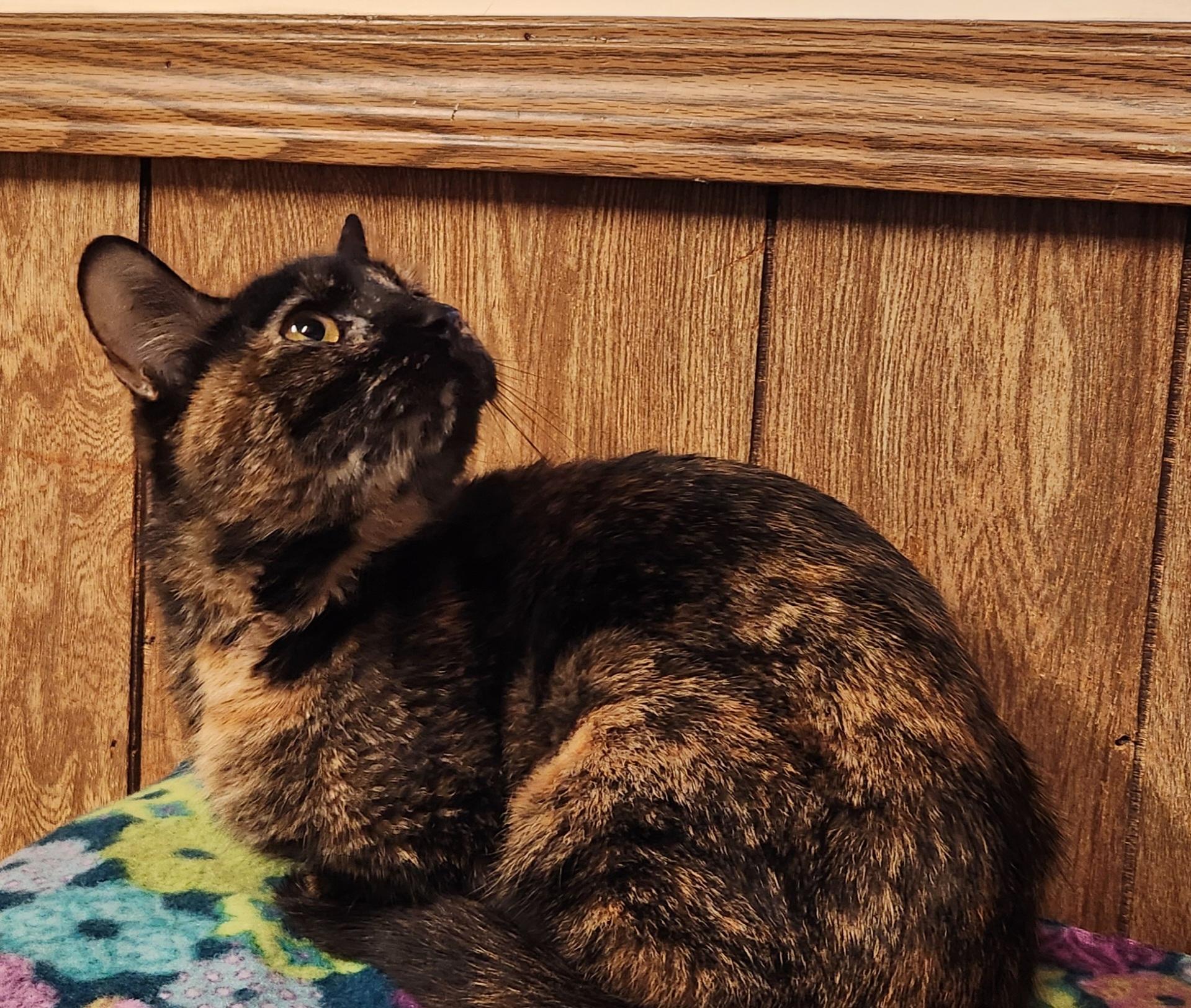 Enlarge Keisha, a ADOPTABLE Tortoiseshell in Linden, NJ image 5/5